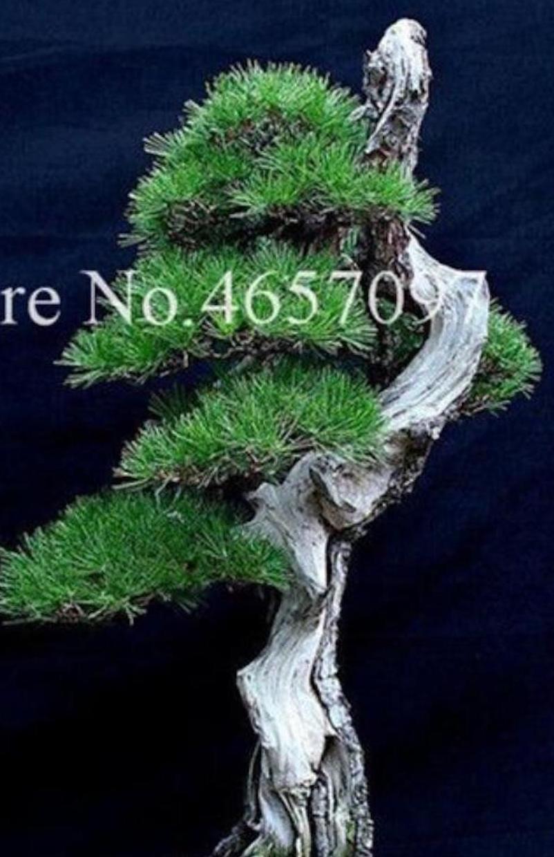 20 EXOTIC rare BONSAI PINE SEEDS for garden flower plant tree USA SELLER USPS