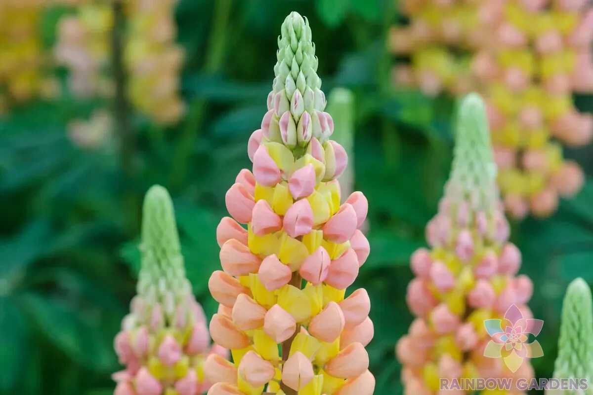 25+ African Sunset Lupine Seeds for Garden Planting – USA – FREE SHIPPING!