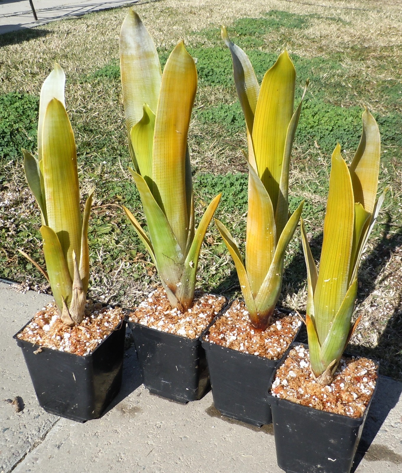 Live Carnivorous Plants – Bromelia Brocchinia Reducta (medium size)