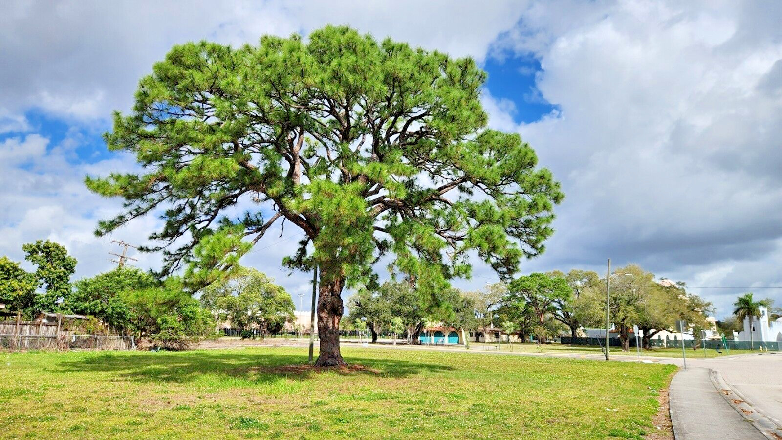 Slash Pine Tree | Premium Seeds | Pinus elliottii | Plants’®