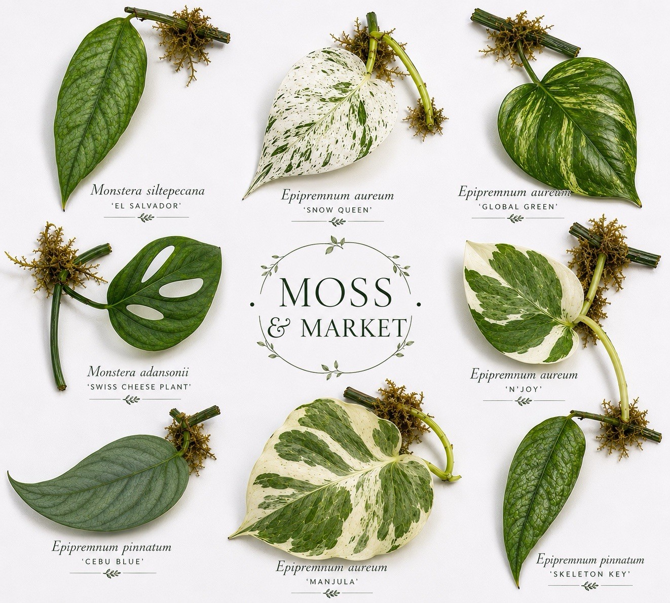 Rare Aroid Node Cuttings! Monstera 🌿 Epipremnum 🍃 Pothos – You Get 8 Types!