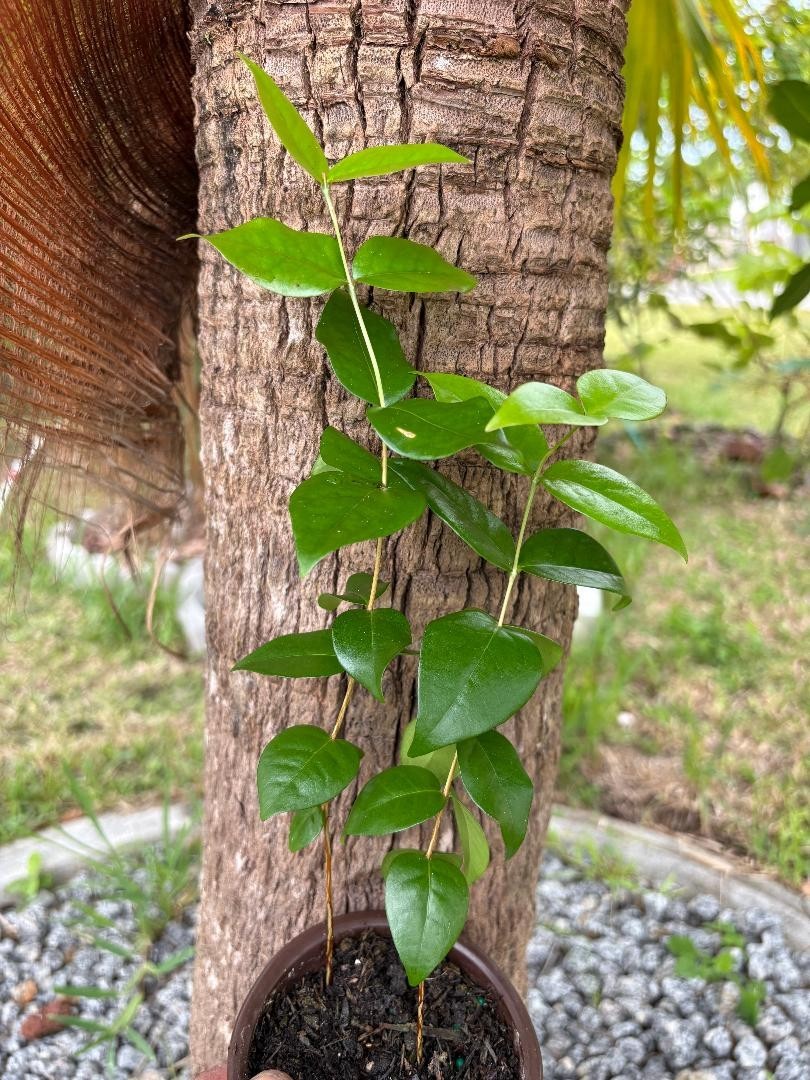 2 MO DOUBLE SURINAM CHERRY BLACK (EUGENIA UNIFLORA) LOLITA CULTIVAR (NOT GRAFT)