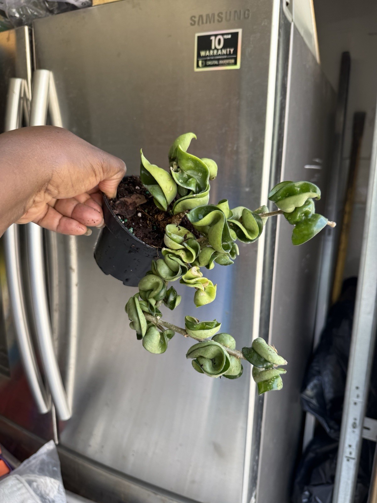 Hoya Indu Rope Plant