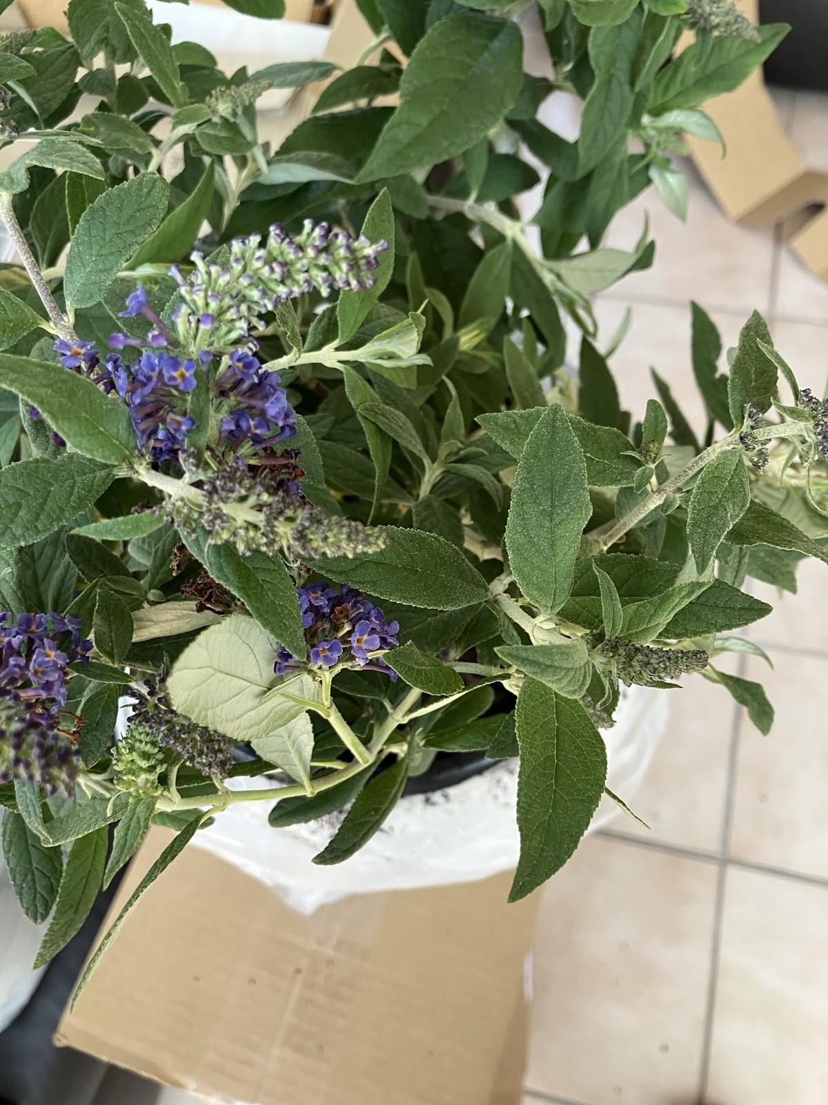2 Gal. Pugster Blue Butterfly Bush Plant