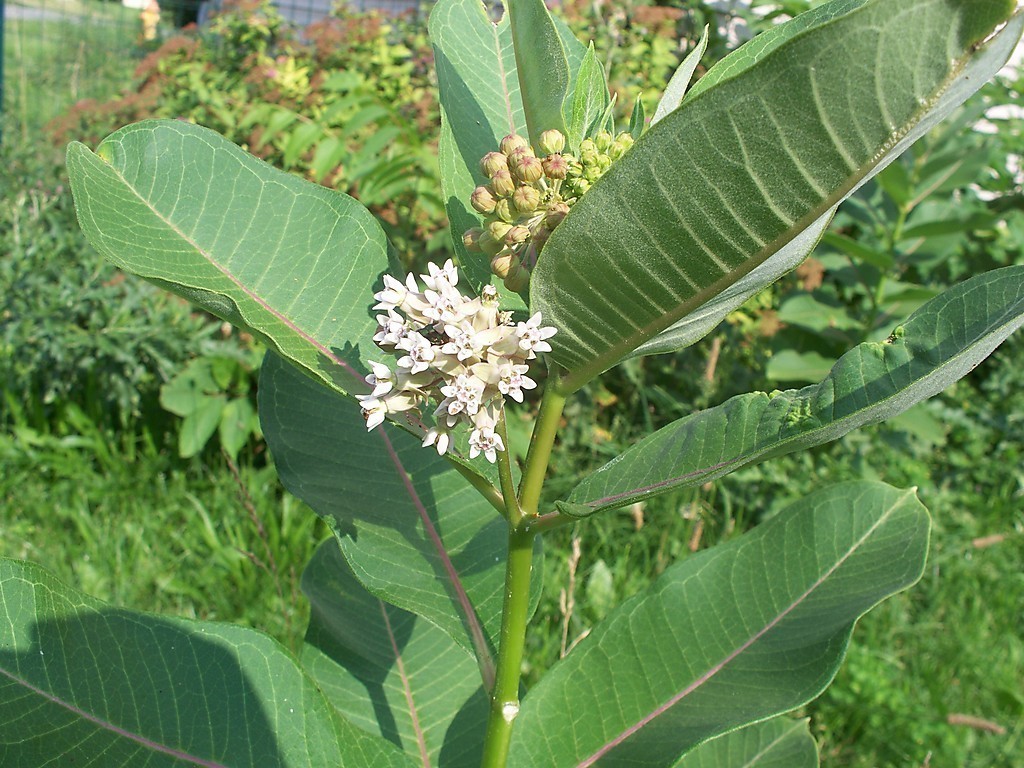 300 SEEDS COMMON MILKWEED ASCLEPIAS SYRIACA