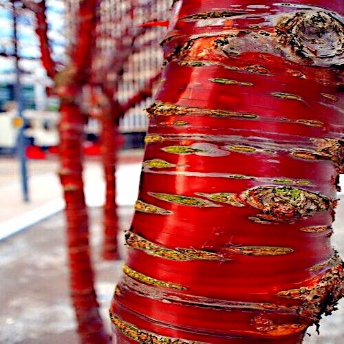500 – 1,000 Tibetan Paper Birchbark Cherry Tree Seeds Prunus serrula Shiny Bark