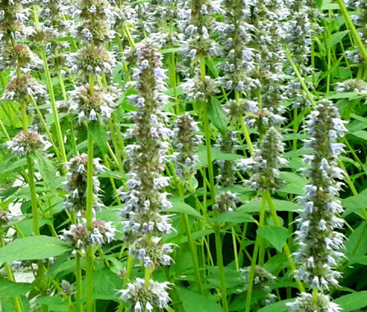 ANISE HYSSOP SNOW WHITE SPIKE Agastache Foeniculum – 20 Seeds