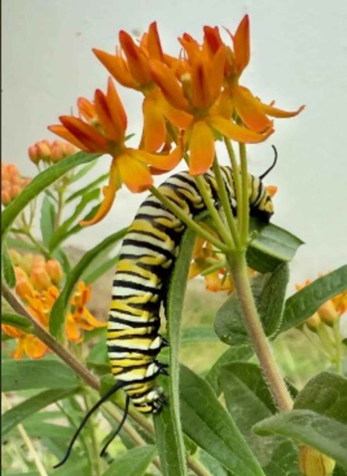 Organic Heirloom Orange Butterfly Weed Milkweed Seeds