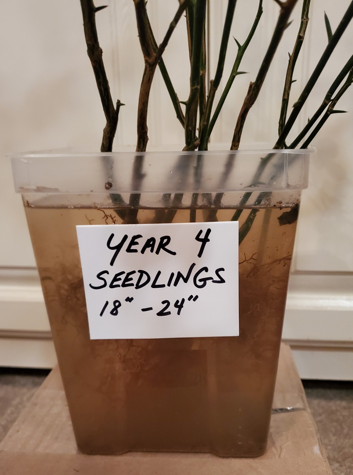 Poncirus Trifoliata Citrus Trifoliate Oranges (2 Ct) YEAR 4 Seedlings 18-24″ 🍊