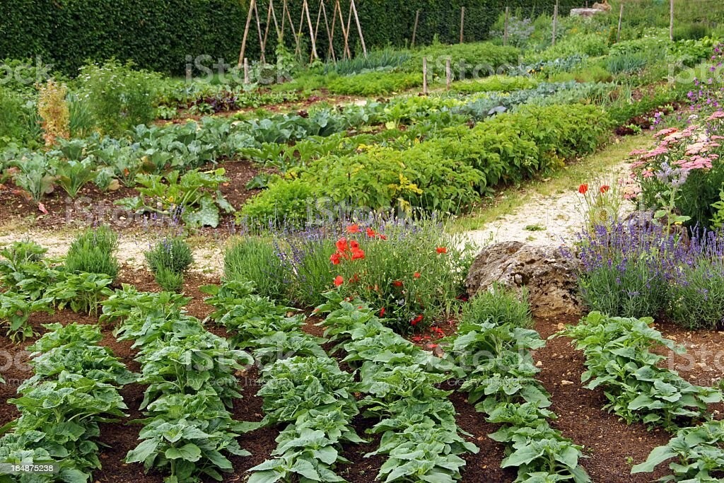 Vegetable Seeds 21 Varieties Garden Emergency Survival Heirloom Seed Kit NON-GMO