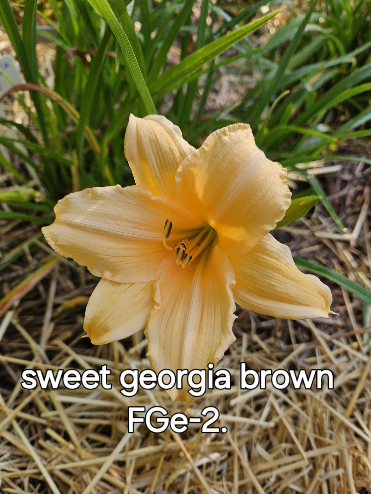 Sweet Georgia Brown Daylily
