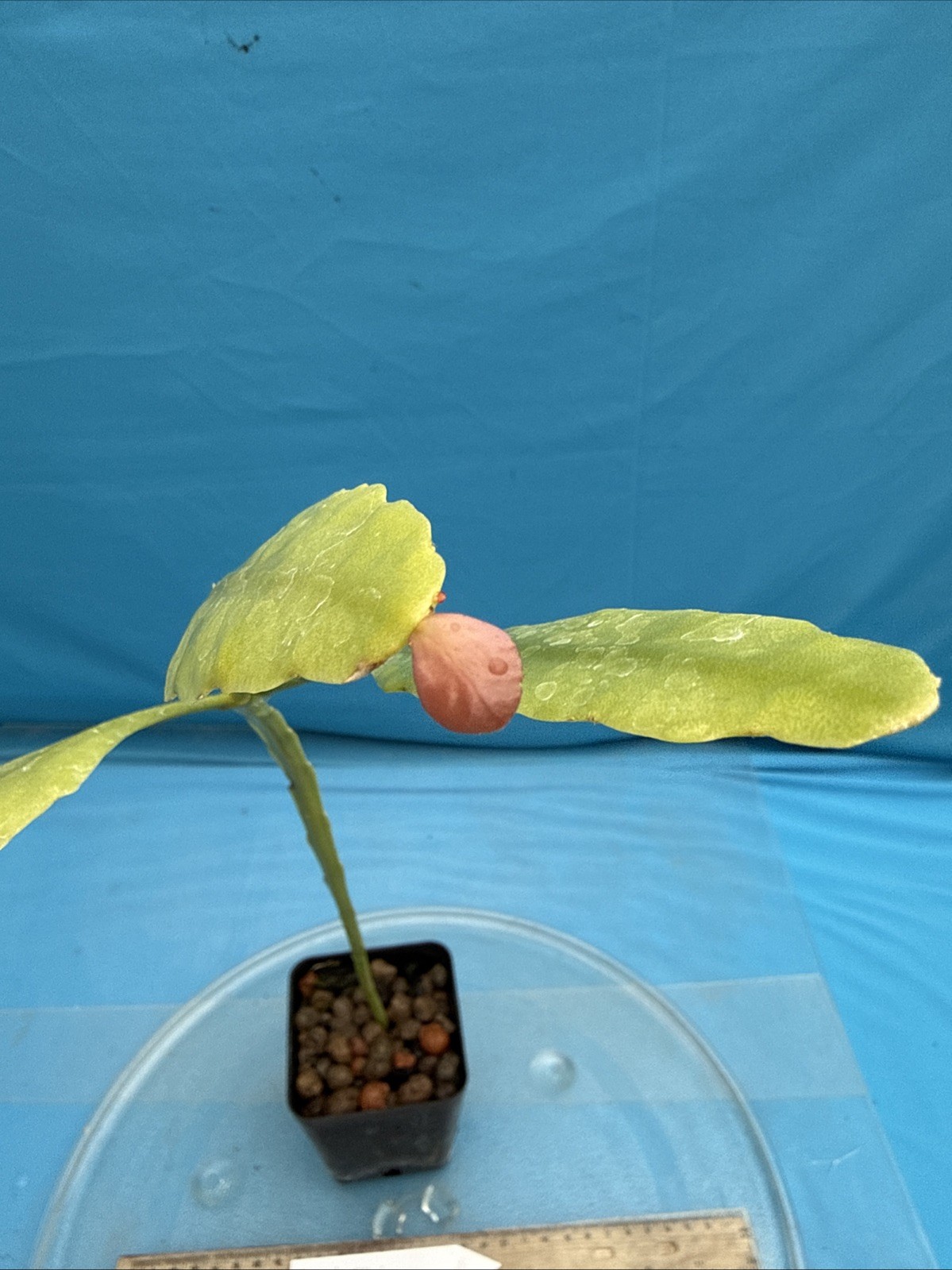 Rhipsalis elliptica Epiphytic Large Rooted Cactus Species 4” Pot New Growth