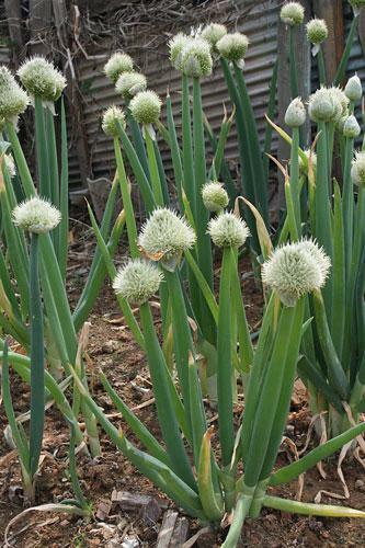Allium fistulosum | Japanese Bunching or Welsh Onion | 5 Seeds
