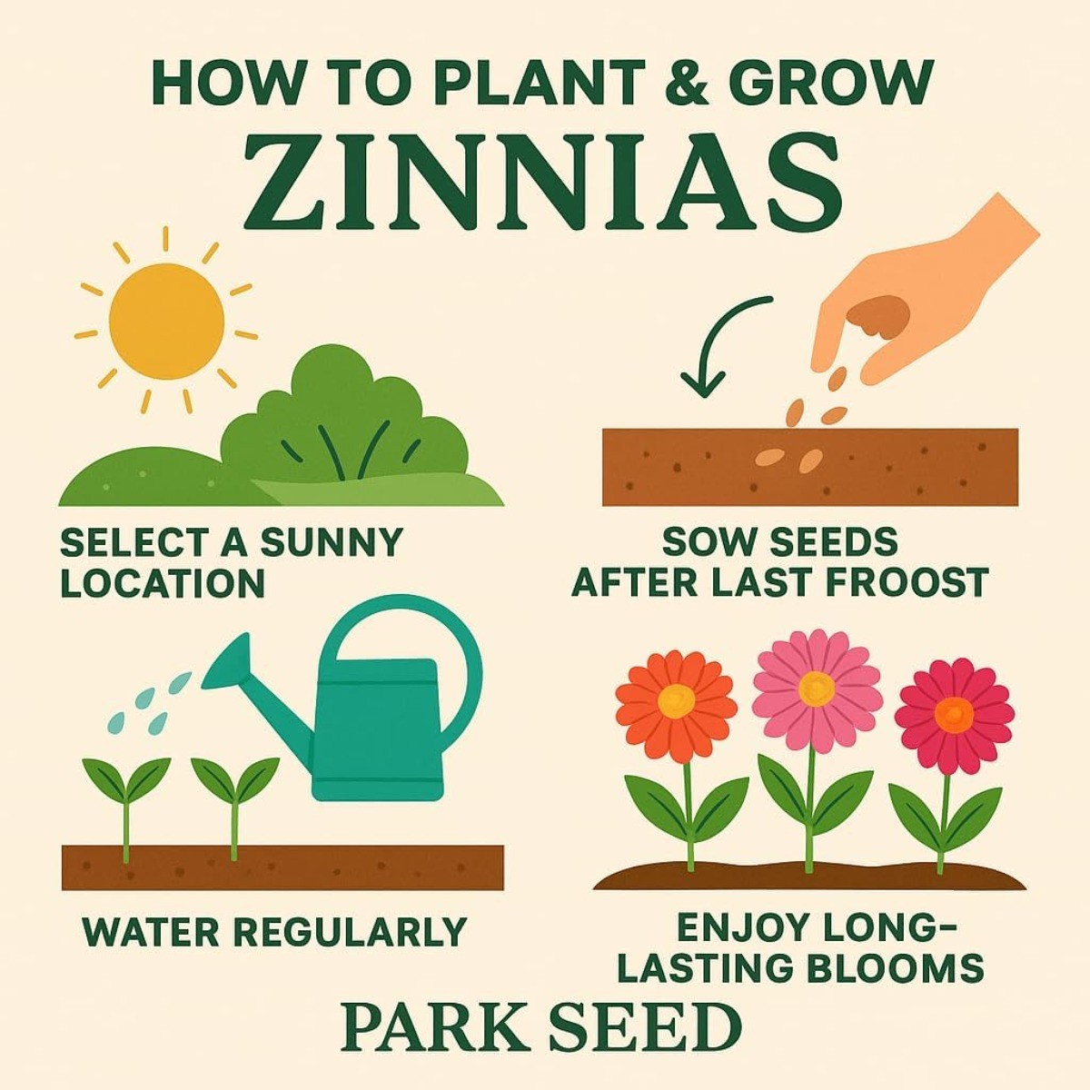 150 Mixed Zinnia Seeds Dwarf Annual Flower Garden Balcony High Germination Rate