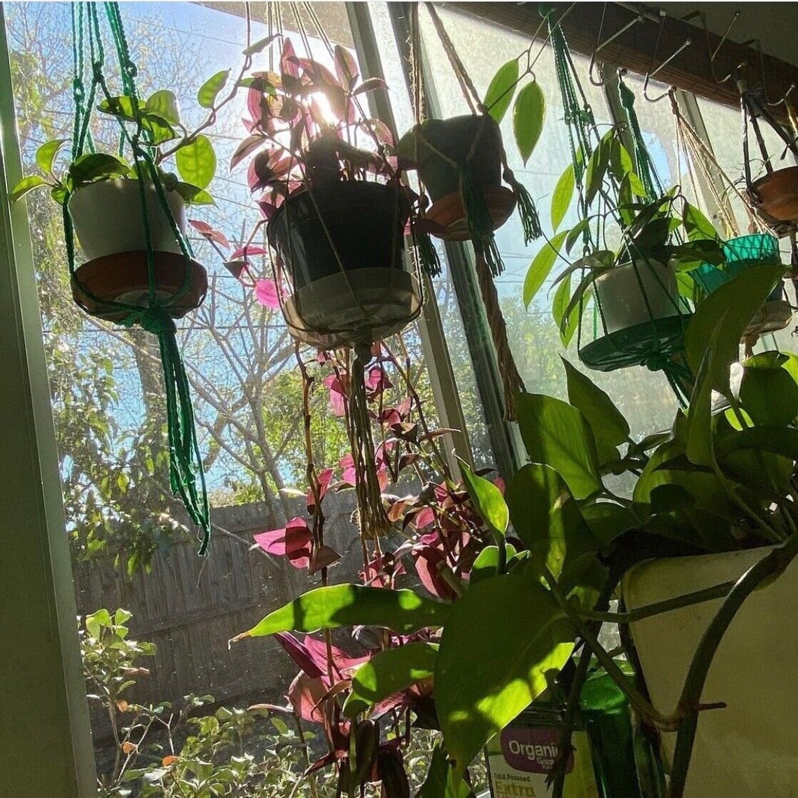 10 Wandering Jew UNROOTED Cuttings Tradescantia Zebrina Cuttings Purple Silver