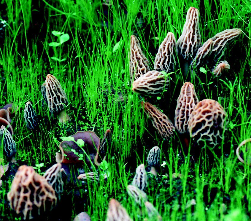 Morel Habitat Kit ® : Backyard Morel Mushroom Grow Kit – S MHK