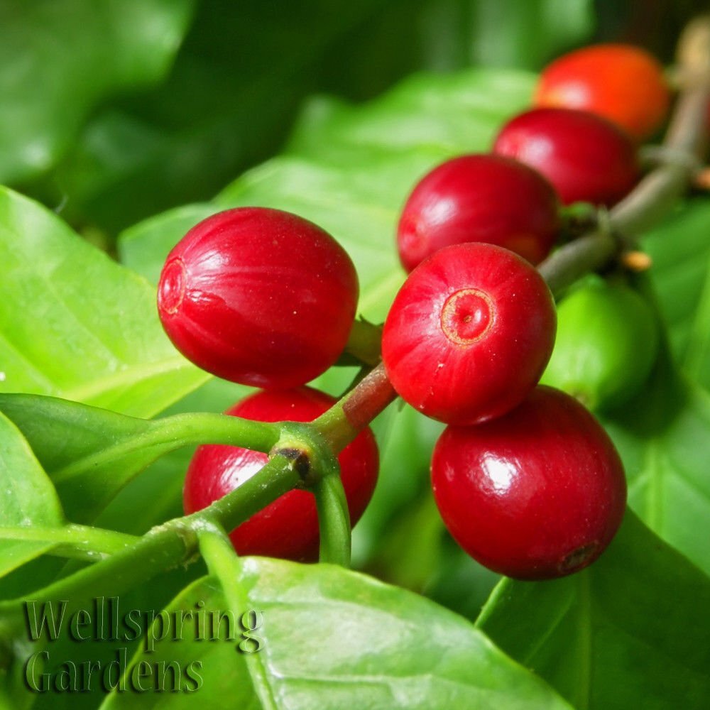 Coffee Plant – Coffea arabica – Live Plant