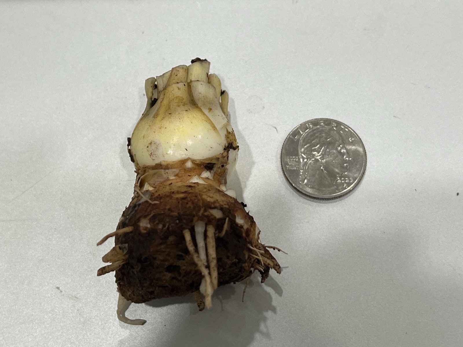 LOVE Double Polianthes Tuberose Bulbs – US Seller