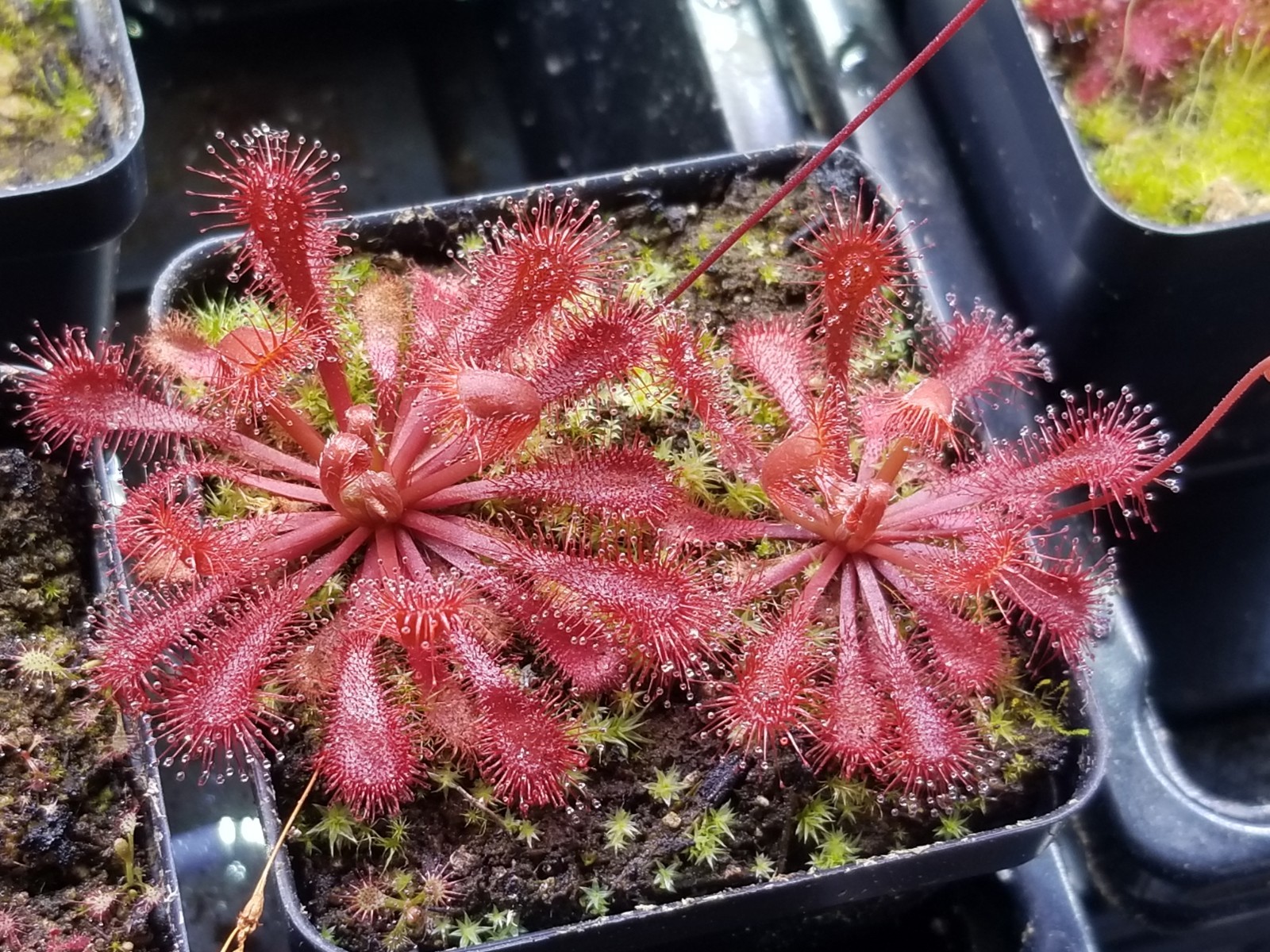 Drosera spatulata “Lovellae” Seeds – Carnivorous Sundew Plant – Easy to grow!