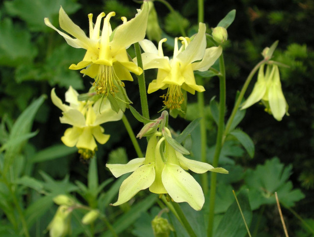 500 Sunshine Yellow Columbine Aquilegia Perennial Flower Seeds +gift