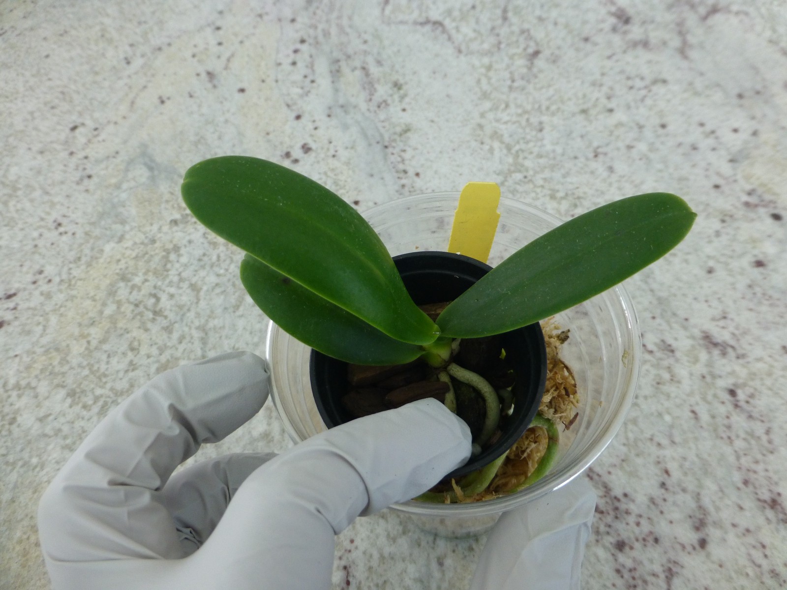 Phalaenopsis Orchid Phalaenopsis (Sedirea) japonica x sib, BS In Pot