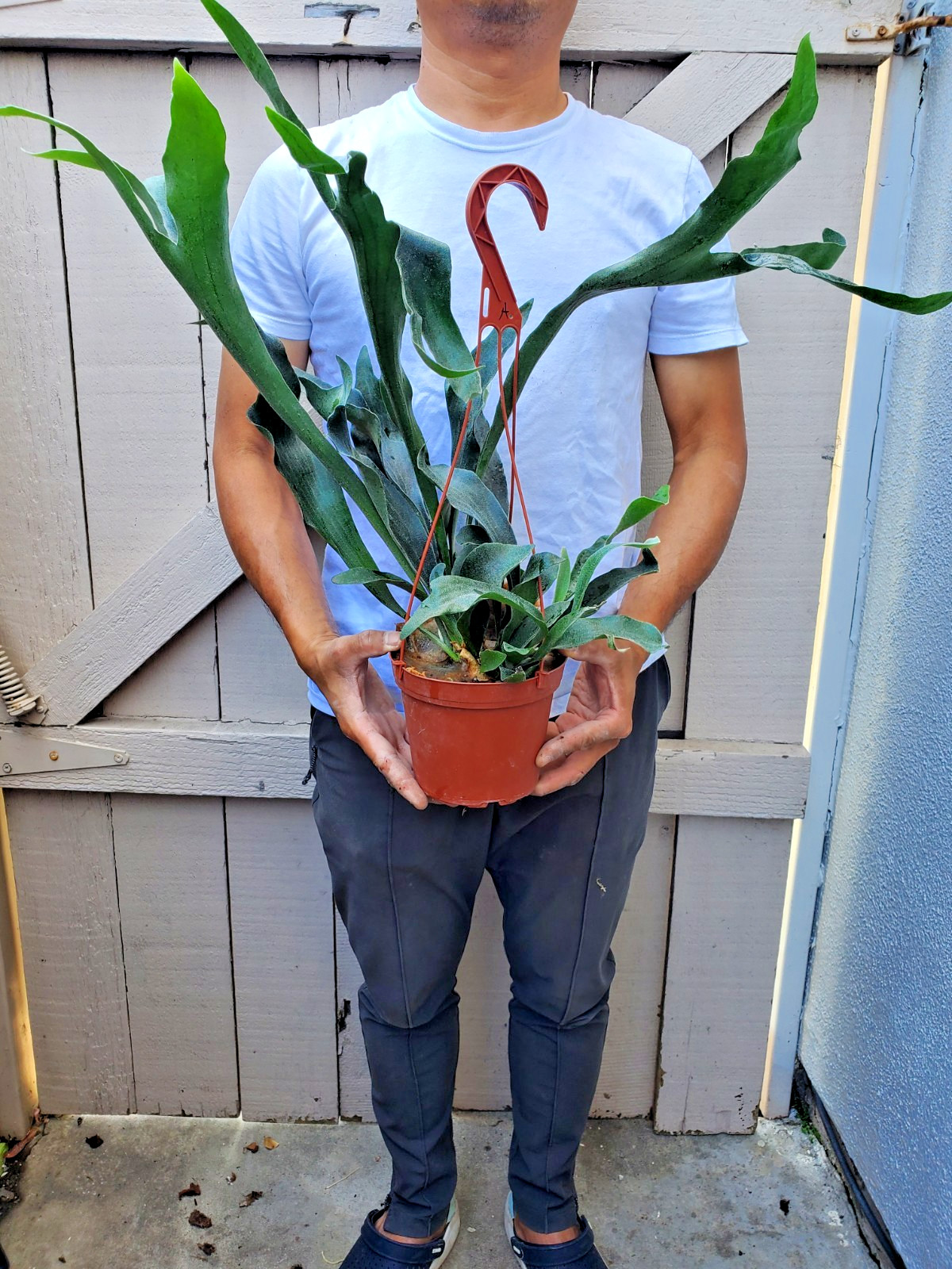 Platycerium bifurcatum Dutch Staghorn Fern Plant -A