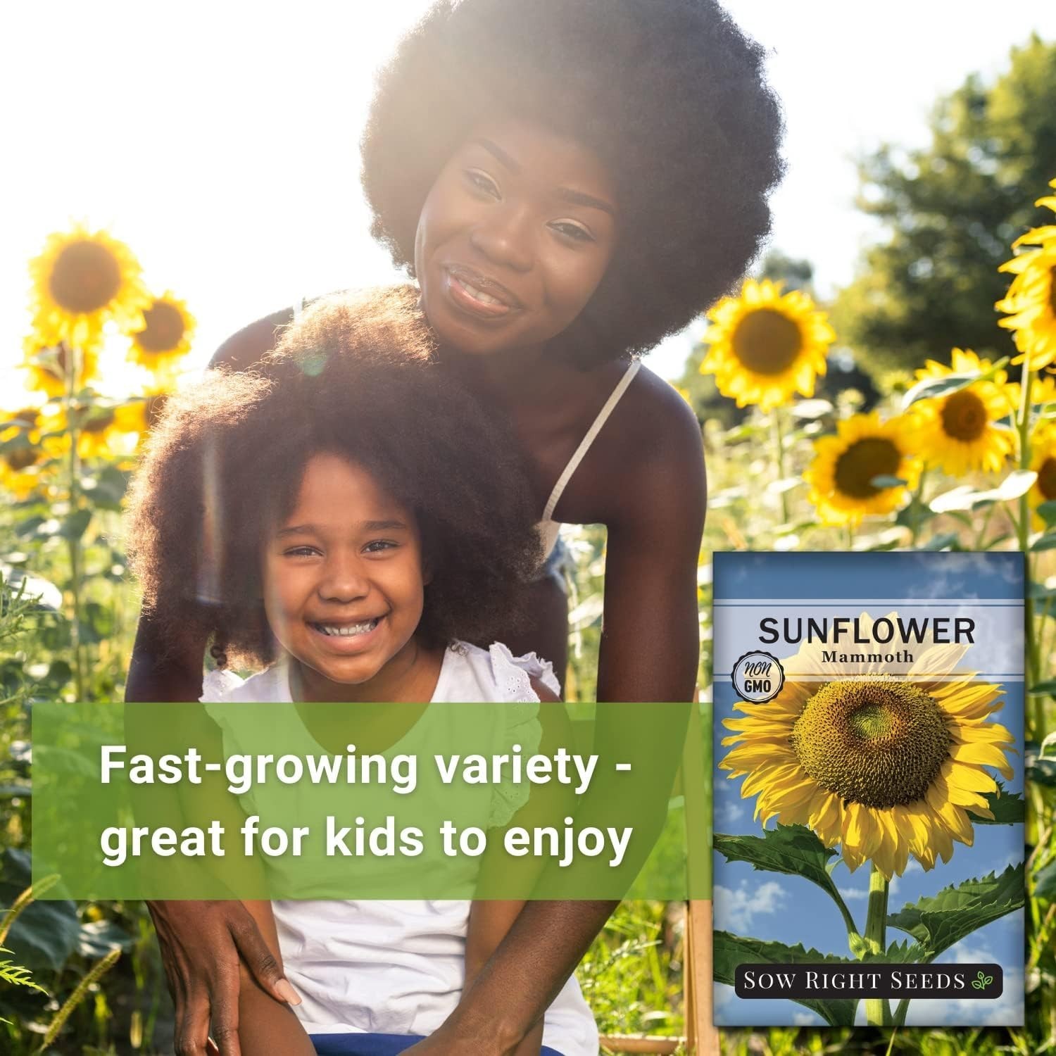 Mammoth Sunflower Seeds – High Germination Rate – Fragrant Outdoor Garden Blooms