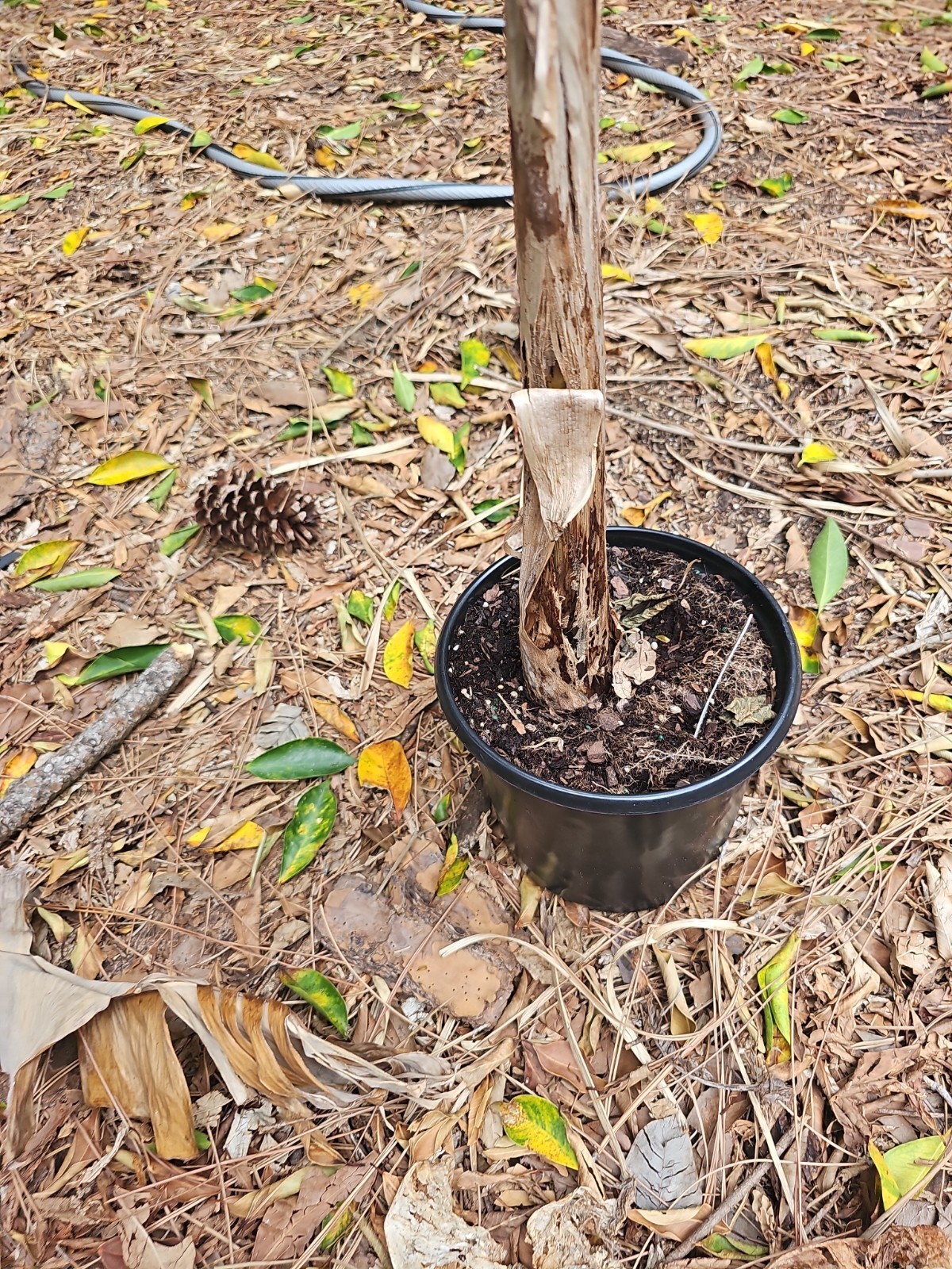XL Ice Cream Vanilla Banana Musa Blue Java 4Ft Tall Live Plant Grow in 1Gal Pot