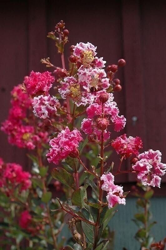 Crape Myrtle Raspberry Sundae | 2 Inch | Lagerstroemia indica | Summer Blooms