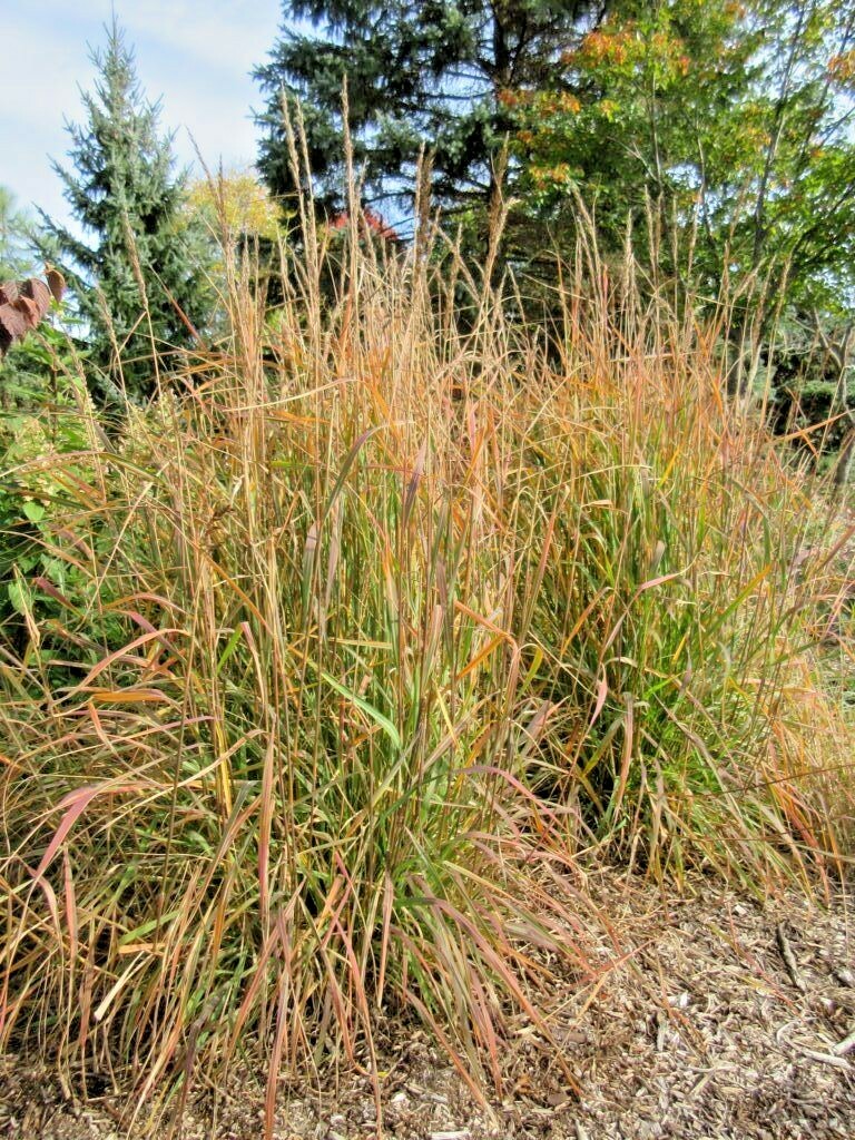 501+INDIAN GRASS Seeds Native Prairie Wildflower Ornamental Poor Soils Heat Cold
