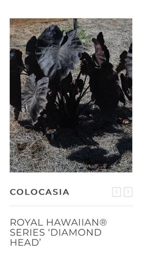 Diamond Head- Colocasia esculenta- Elephant Ear – SMALL ROOTED STARTER Plant
