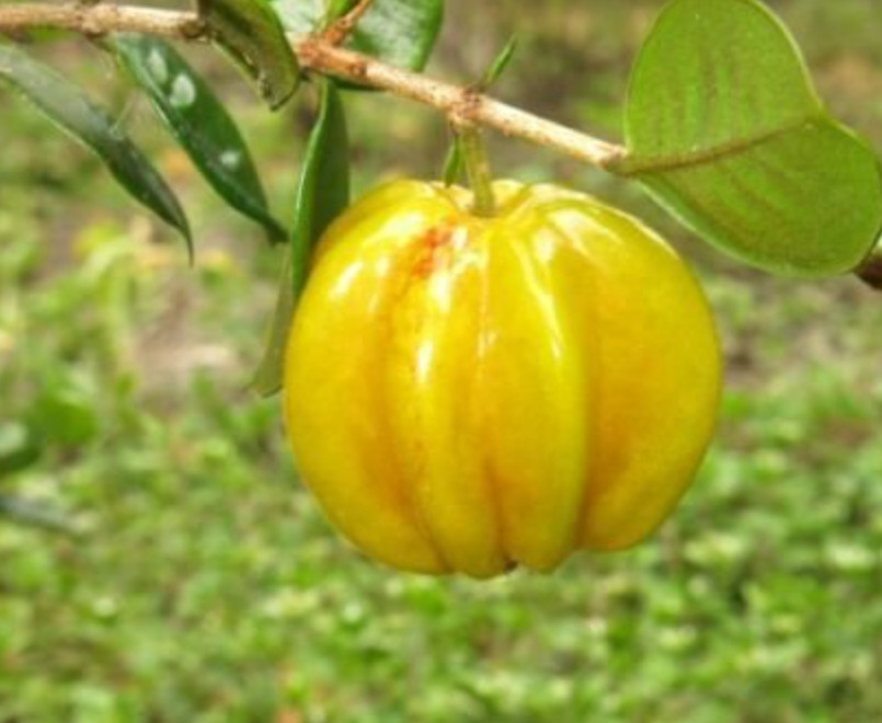 Yellow Surinam Cherry Live Plant – 4-6″ Tall – Fruit Tree for Fresh Eating