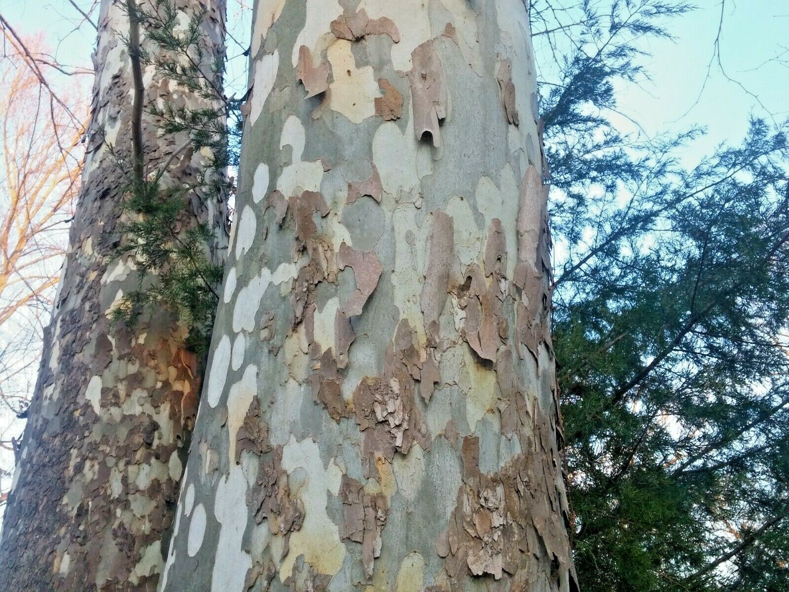 150 seeds of American Sycamore Platanus occidentalis Buttonwood tree