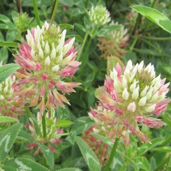 50 LBS – Inoculated Arrowleaf Clover Seeds – Trifolium Vesiculusom