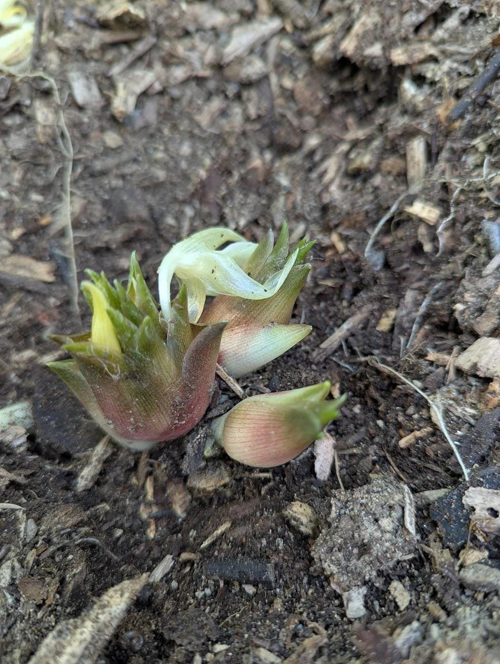Myoga Ginger Live Roots, Cold Hardy Young Plants (Zone 5b)