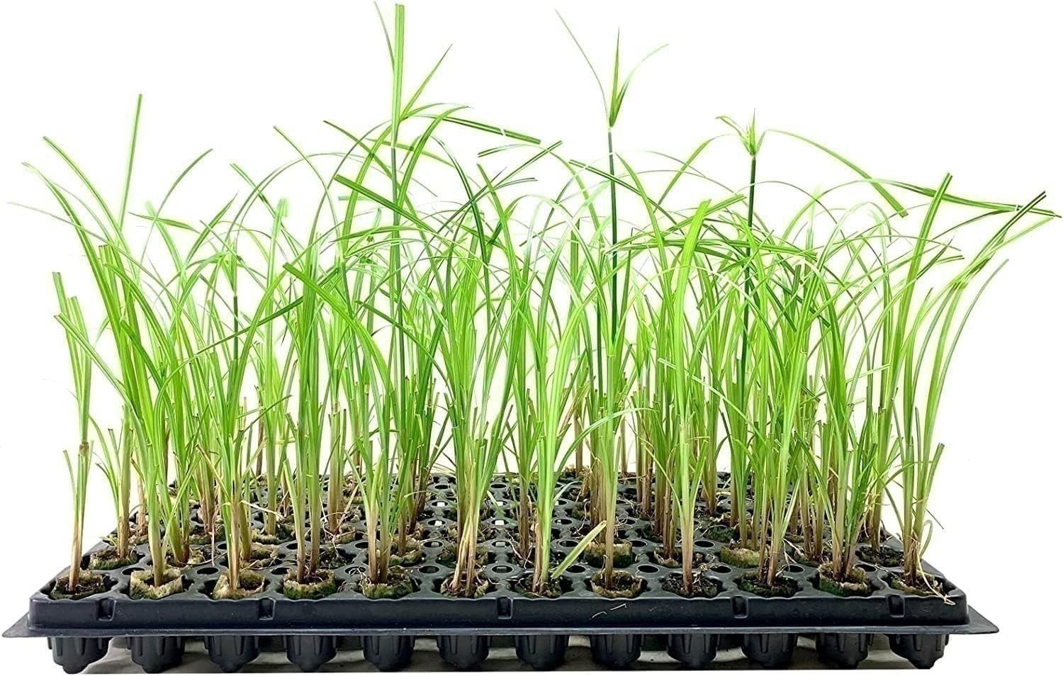 Papyrus Giant Egyptian | 2 Inch | Cyperus papyrus | Low Maintenance | Hardy