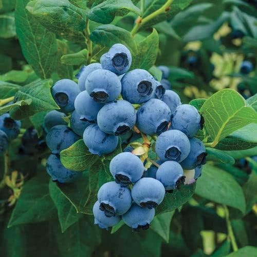1000+ Mixed Fruit Seeds for Planting – Strawberry Raspberry Blueberry & Grape…