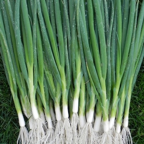 #3 Heirloom Vegetable Seed 6 Variety Garden Set Emergency Survival NON-GMO 150+