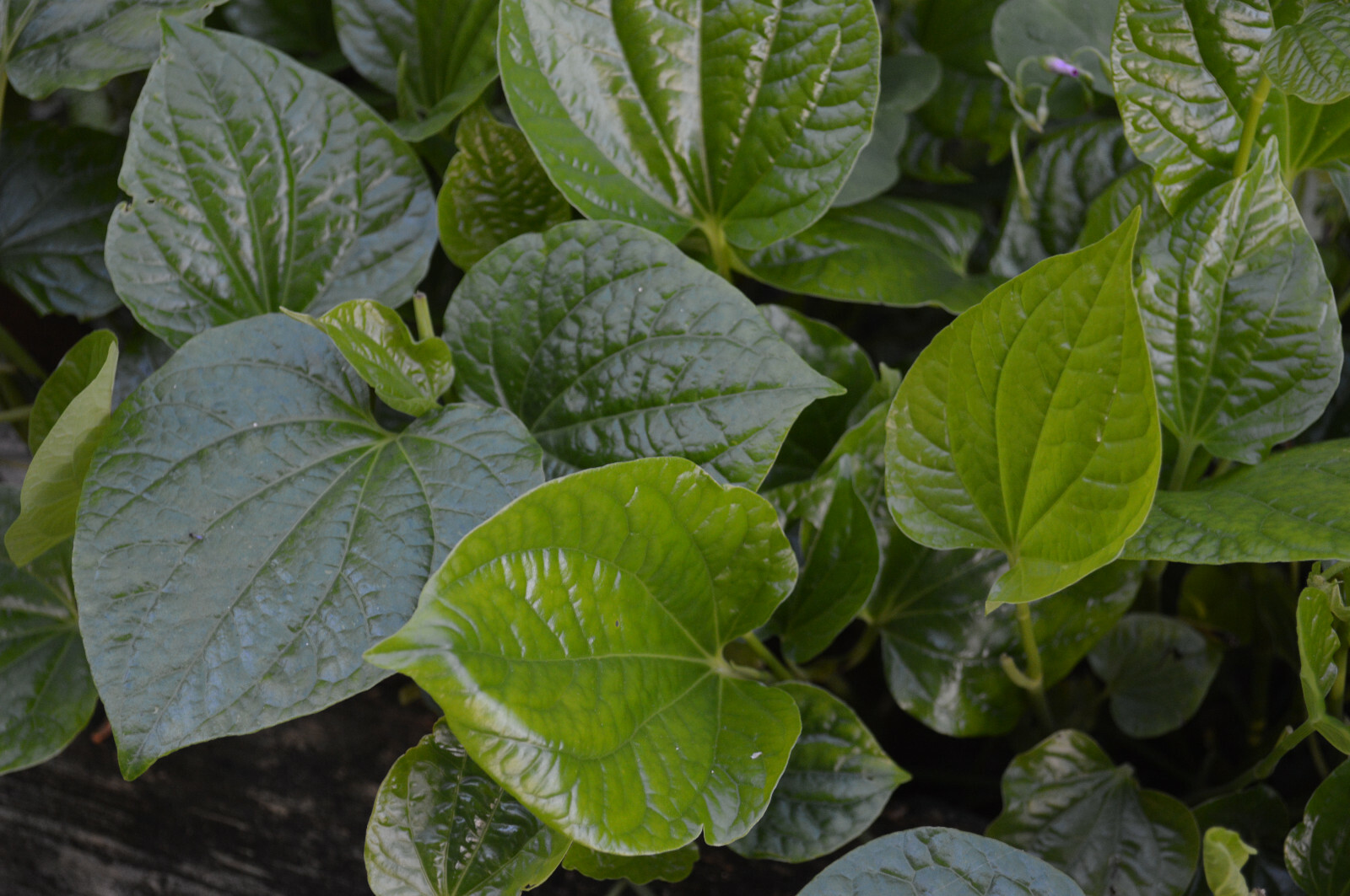 3x Plants 6″ to 8″ ROOT NATURAL BETEL LEAVES LOLOT TEXAS Lá lốt Piper