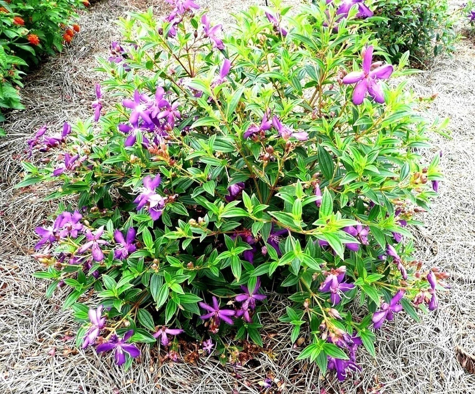 Tibouchina Dwarf Princess | 2 Inch | Tibouchina urvilleana | Flowering Plant
