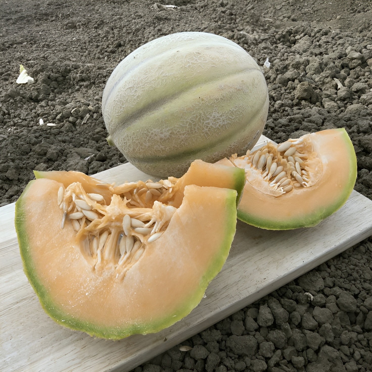 50 Heirloom Jumbo Iroquois Cantaloupe Seeds – Gigantic 7-8LB Super Sweet Melon