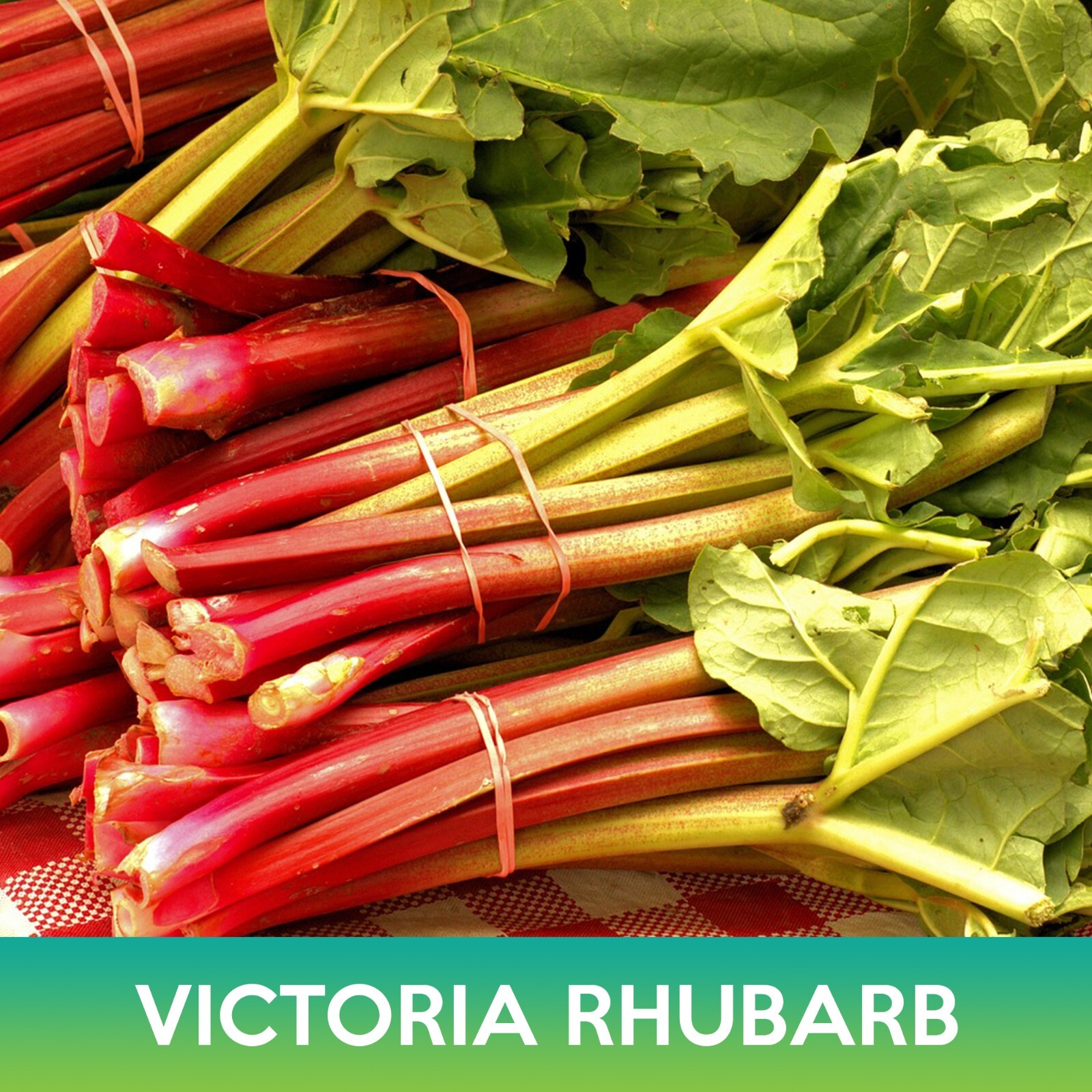 Victoria Rhubarb Seeds