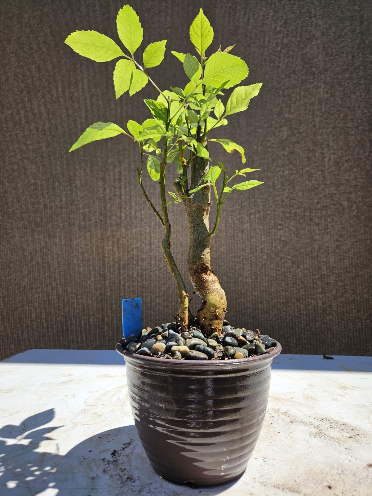 Old European Ash Bonsai Tree,,, SALE