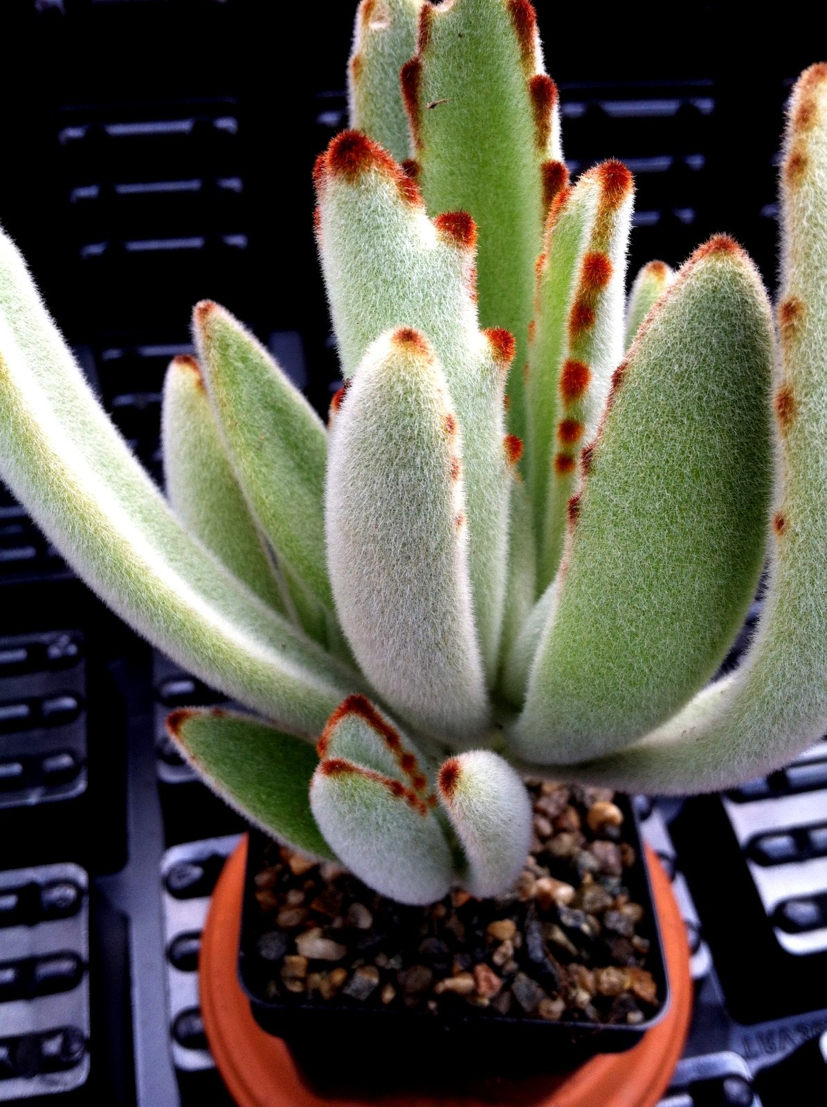 ‘PANDA PLANT’ ( KALANCHOE TOMENTOSA) 2 1/4 INCH POT $3.74