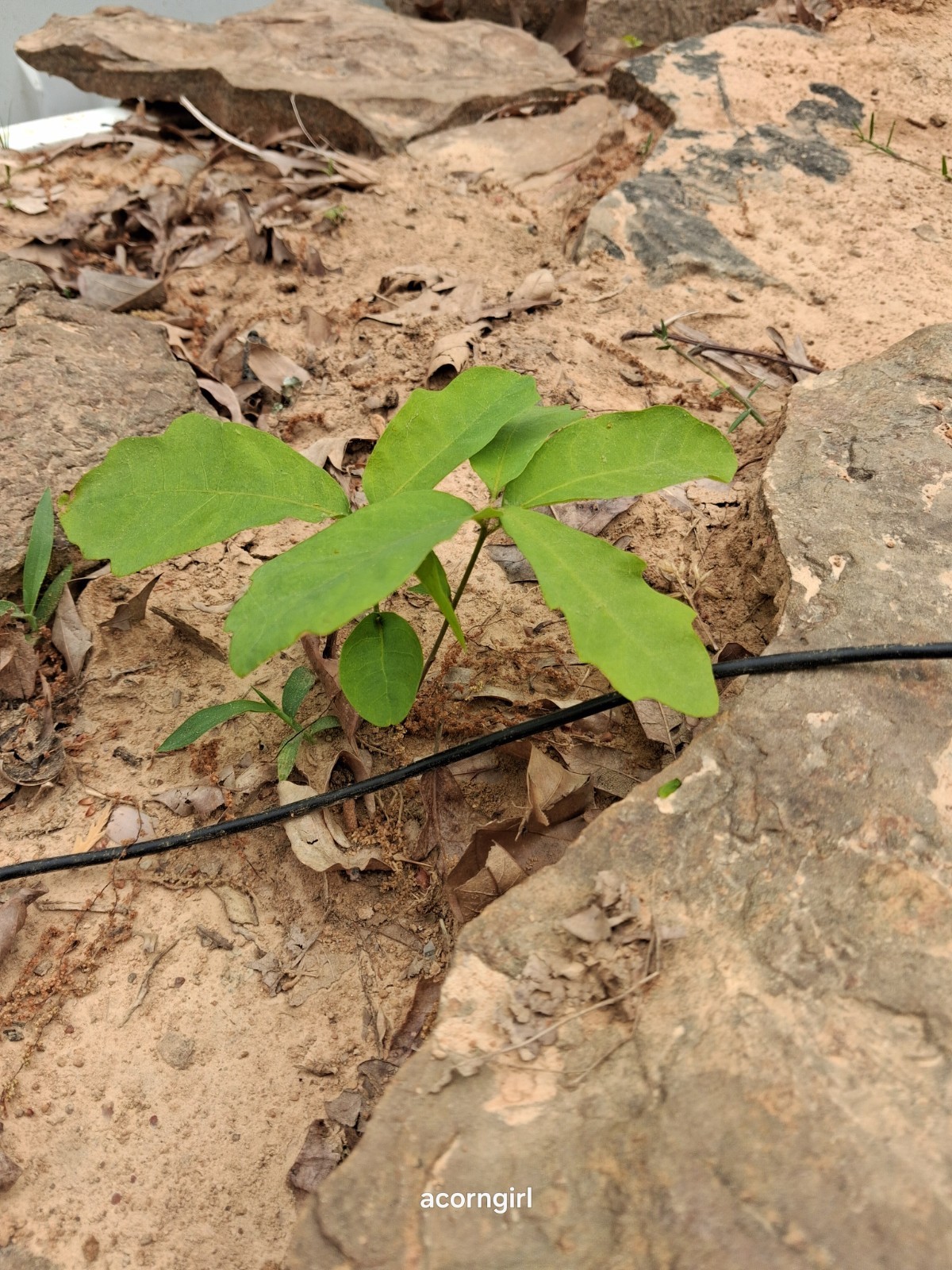 WhiteOak Tree Seedlings Saplings.5-7 Inches Tall 3trees Started 2025