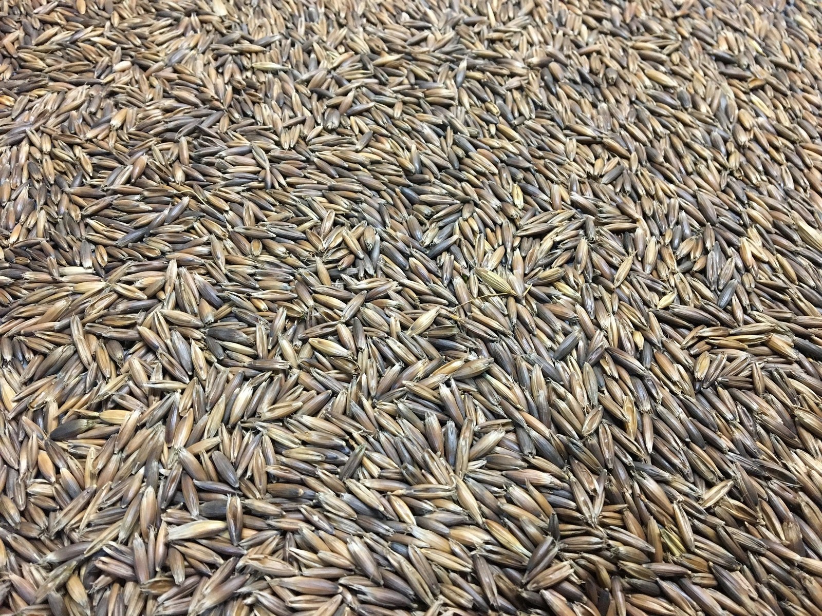 Cosaque Black Seed Oats – Winter Hardy – High Yield Forage – Cover Crop – 5 lb