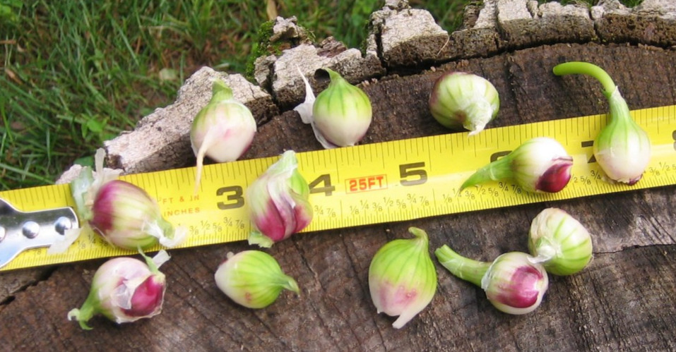 Egyptian Onions Catawissa Winter Walking Topset Spring Bulbs 12 Planters Jumbo