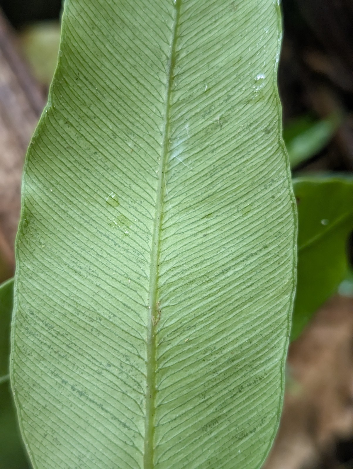 x2 LIVE Bare : Danea Fern 10″ long each, exotic rare fern SHADE