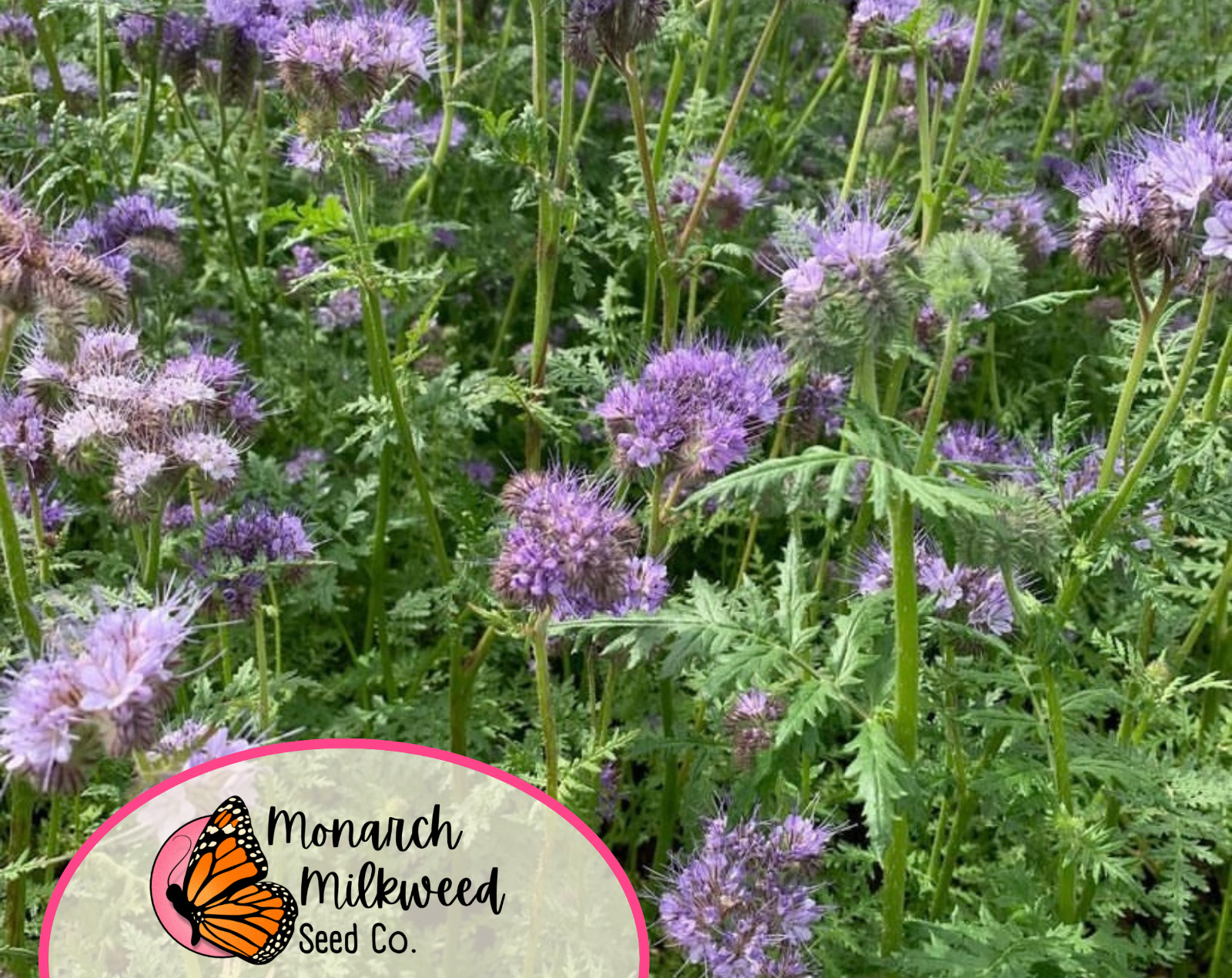 4200+ Lacy Phacelia Seeds | Native Wildflowers Gardening, Phacelia tanacetifolia