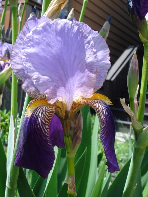 5 Historic Iris Plants – Alzacar (Vimorin) TB 1910- Very Fregrant 30-36″ Tall
